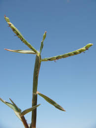 Image result for Cenchrus clandestinus