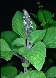Image result for Plectranthus mandalensis