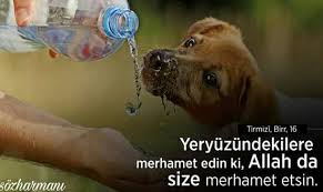 Hayvan Sevgisi Sozharmani Com