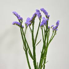 Maybe you would like to learn more about one of these? Purple Statice Premium Flowers
