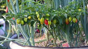 Estimates of et are based on weather data, including air temperature, relative humidity and wind speed. Chilis Habanero Plants Hibernate Hili Plant Com