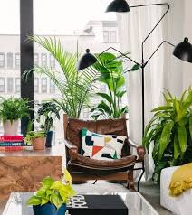 Leave the new coffee plant in the same pot until the plants reach 6 inches tall. 13 Of The Best Places To Buy Live Plants Online