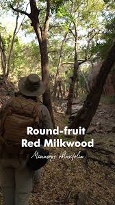 Image result for Mimusops obtusifolia