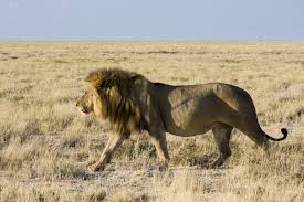 Animal wildlife lion tiger nature wild animal animal world fox wolf wilderness. Panthera Leo Melanochaita Wikipedia