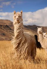 Long Hair Llamas Andes Mountains Peru Https Www Chimuadventures Com Blog 2017 06 Top 10 Wildlife Peru Cute Animals Mammals Animals Wild