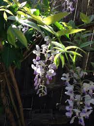 Pin On Mygardenanswers