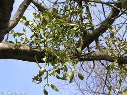 Image result for Viscum cylindricum