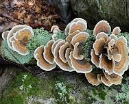 Intergenerational Fall Mushroom Foray with John Beutler