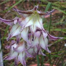 Image result for Gladiolus microspicatus