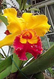 Pin On Orchids Orquideas