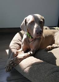 My Dog Ate A Sock What Should I Do What To Do If Dog Eats A Sock Dogs Dog Throwing Up Your Dog