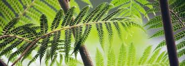 Check spelling or type a new query. Fougere Conseils De Plantation Et D Entretien Truffaut