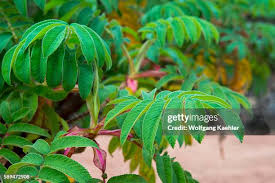 Image result for Hagenia