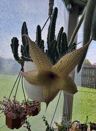 Image result for Stapelia gigantea