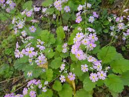 Image result for Primula malacoides