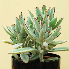 These 10 Succulents Are Some Of The Easiest To Grow Indoors Succulents Planting Succulents Plants