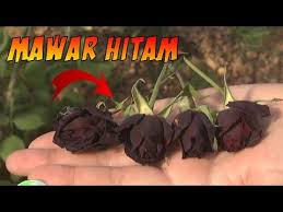 Search the world's information, including webpages, images, videos and more. Bukan Hanya Mitos Mawar Hitam Ini Benar Adanya Dan Cuma Ada Di Negara Ini Paten Youtube
