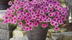 This adorable little carnation makes a great gift plant. Growing Tips For Selecta S Dianthus Pink Kisses Greenhouse Grower