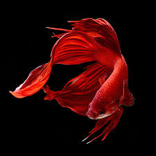 Visarute Angkatavanich Siamese Fighting Fish Fish Wallpaper Betta