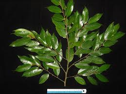 Image result for Ellipanthus