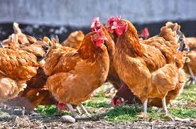 Immediately i saw that these chickens were not only free range, they had the run of the place. Buying Organic And Free Range Eggs Meat And Dairy In Japan Tokyo Cheapo