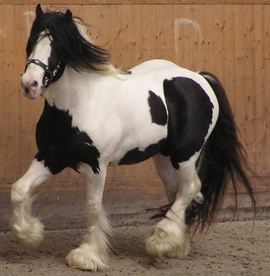 Mga resulta ng larawan para sa Piebald Irish Tinker horse , Tobiano pattern"