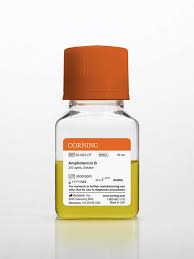 Image result for Amphotericin B