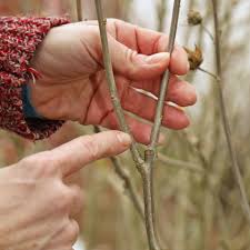 What's the best way to cut back a hibiscus? How To Prune Hibiscus Mygarden Com