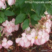 Pin On Landscaping