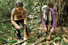 Hutan bakau atau yang disebut juga hutan mangrove merupakan hutan yang tumbuh di air payau yang dipengaruhi oleh pasang surut air laut. Manfaat Hutan Bambu Untuk Alam Dan Kesejahteraan Masyarakat Cifor Forests News