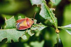 Check spelling or type a new query. How To Get Rid Of Stink Bugs In The Home Or Garden Gardener S Path