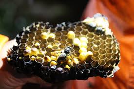 Vespa asiática, cristelo, viana do castelo, portugal. A Vespa Asiatica Em Portugal Em Mais Um Biolousada Em Casa Verdadeiro Olhar