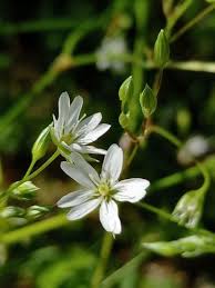 Image result for Stellaria sennii