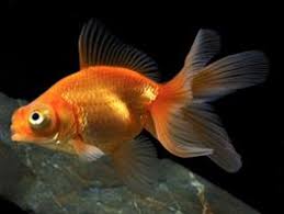 We did not find results for: Pesti De Apa Rece Nevertebrate Ro