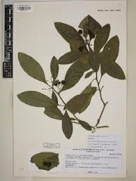 Image result for Solanum cyaneopurpureum