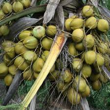 For the past 10 years, its estates in malaysia have reported a gradual decline in production of crude palm oil and palm kernel as its plantations have matured and become older. Pdf Oil Palm And Coconut