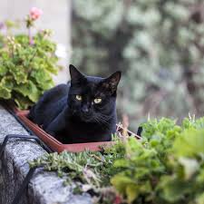 Black cats bringing bad luck is one of the most enduring superstitions in modern culture. National Black Cat Appreciation Day August 17 2021 National Today