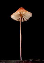 Image result for Marasmius siccus