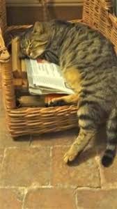 Pick Cute Cat Basket Case Of The Day Kedi Kopek Kedi Kopek