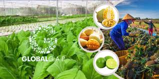GlobalGAP - Nông nghiệp bền vững và an toàn thực phẩm - Truyền Hình Hậu  Giang