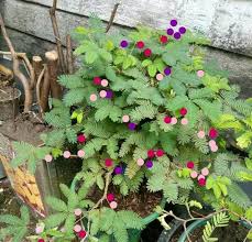 Mawar, tulip, matahari, sakura, anggrek, melati, sepatu dll. Gambar Foto Ide Bonsai Putri Malu Mimosa Pudica Idnfarmers