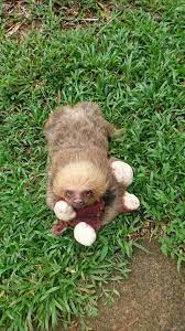 Happy Sloth Sunday That Look Of Pure Bliss When You Finally Go To The Bathroom Go Paty Cute Sloth Baby Sloth Sloth