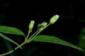 Image result for Blainvillea gayana