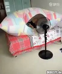 The best gifs for lustig. Innovation Vom Feinsten Lustige Bilder Spruche Witze Echt Lustig