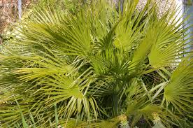 Image result for Xerophyta humilis