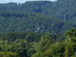 Image result for Holubia