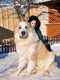 Alabai Kangal Dog Large Dog Breeds Alabai Dog