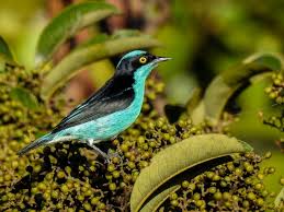 It is found in bolivia, brazil, colombia, ecuador, french guiana, guyana, peru, suriname, and venezuela. Photos Black Faced Dacnis Dacnis Lineata Birds Of The World
