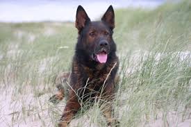 Der deutsche schäferhund ist eine ende des 19. Deutscher Schaferhund Farben Erklart Hundefunde
