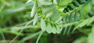 Image result for Phyllanthus engleri